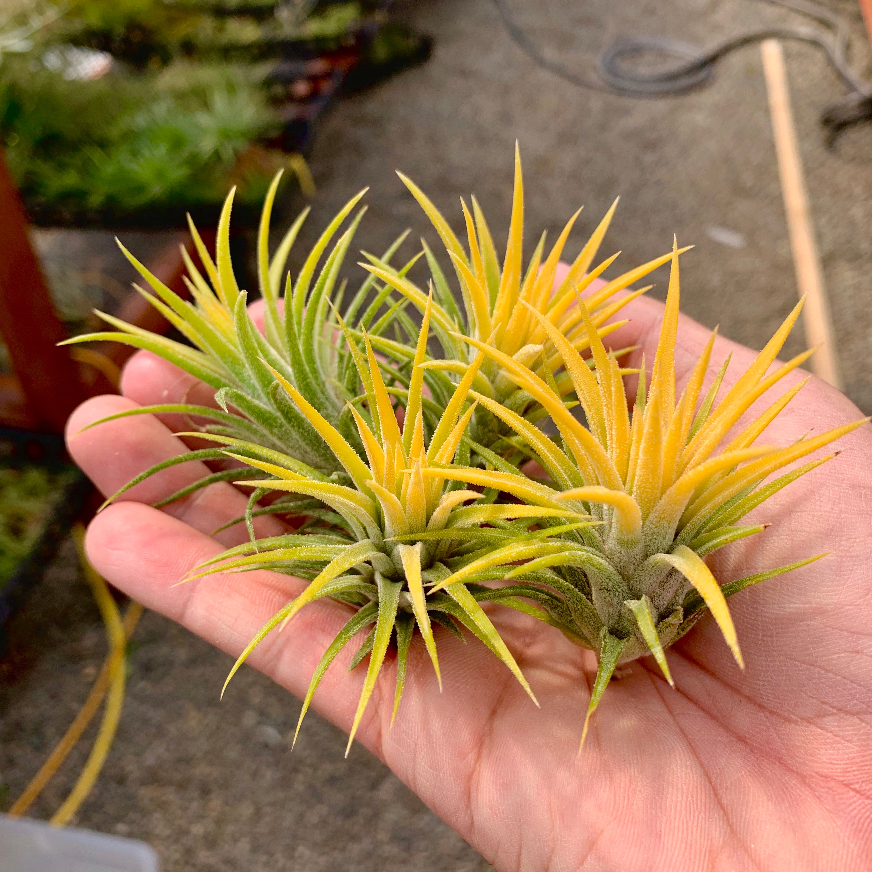 Tillandsia Ionantha Druid Yellow Air Plant With White Albino Flower