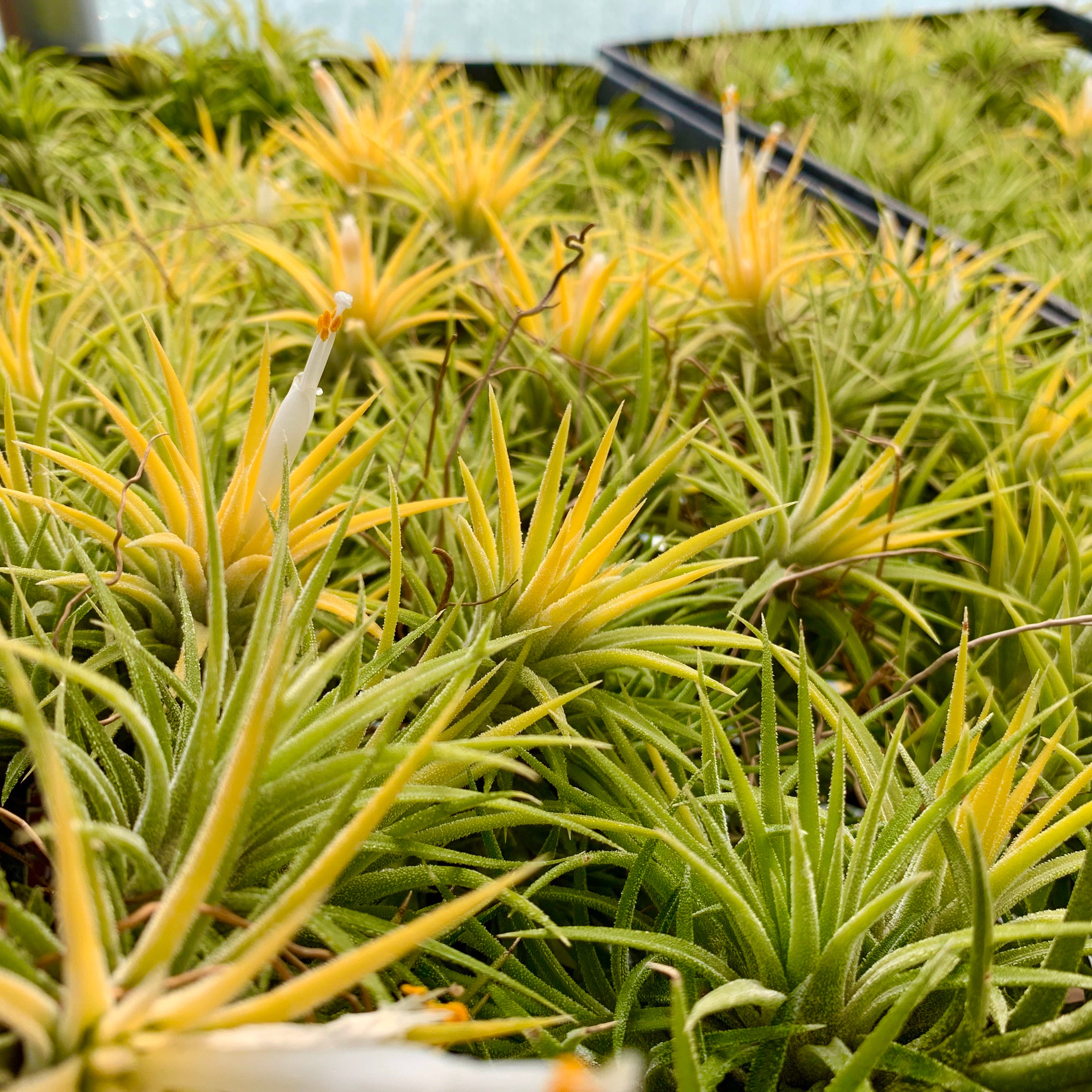 Tillandsia Ionantha Druid Yellow Air Plant With White Albino Flower