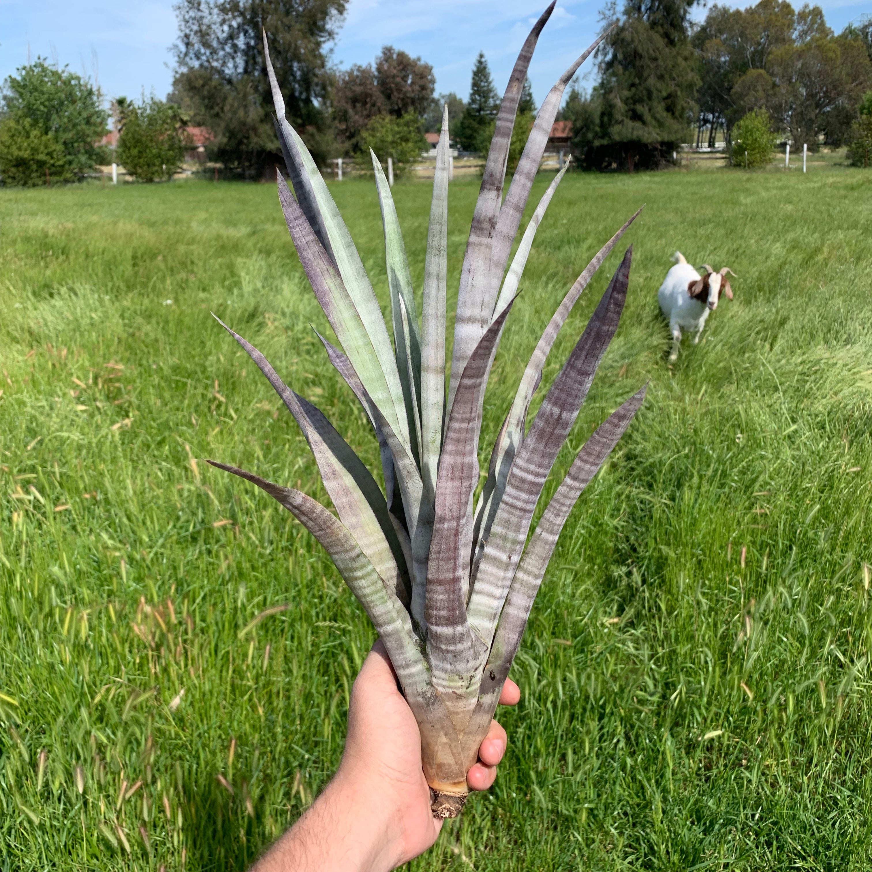 Tillandsia Hildae Rare Banded Air Plant Large Extra Large