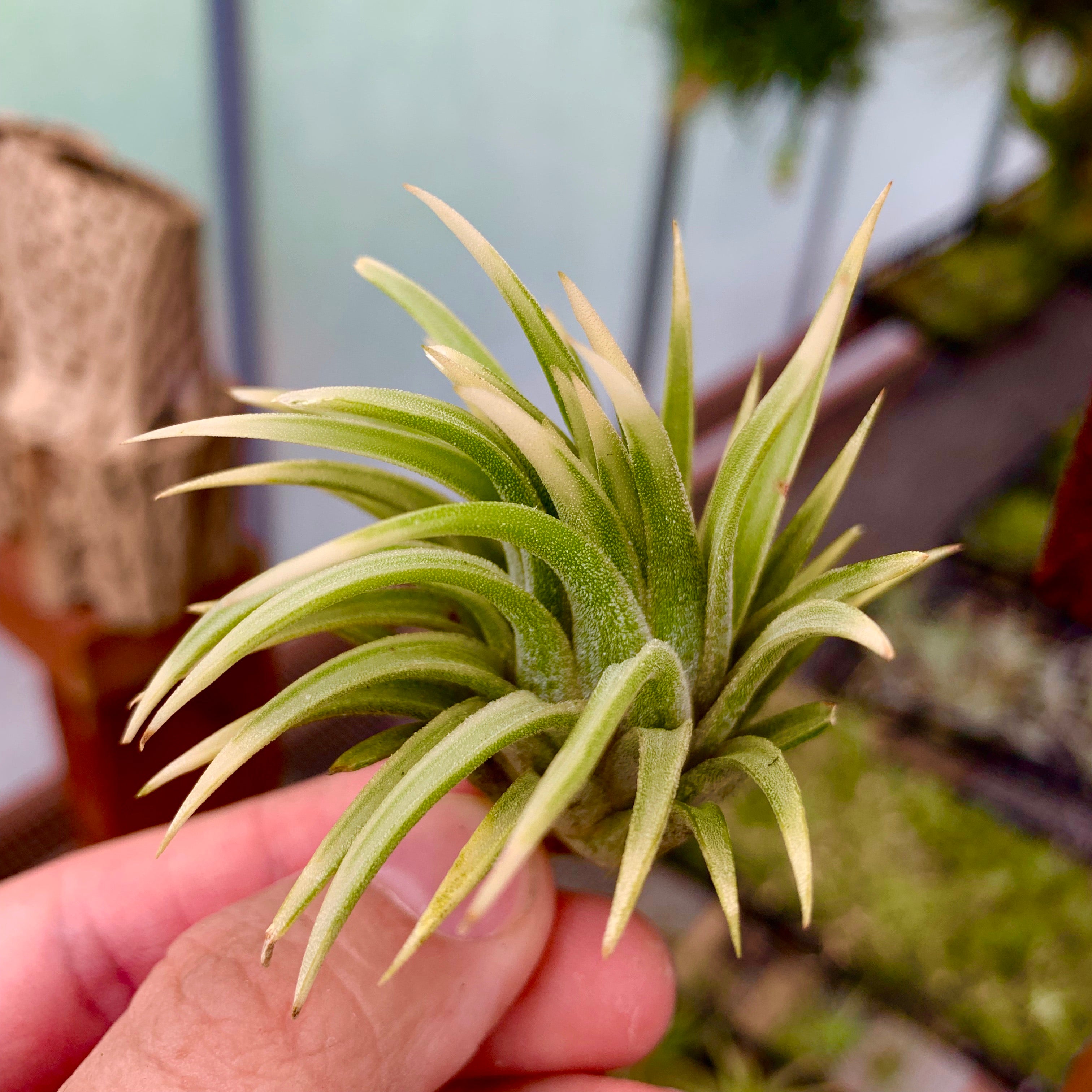 Ionantha Albo-Marginata