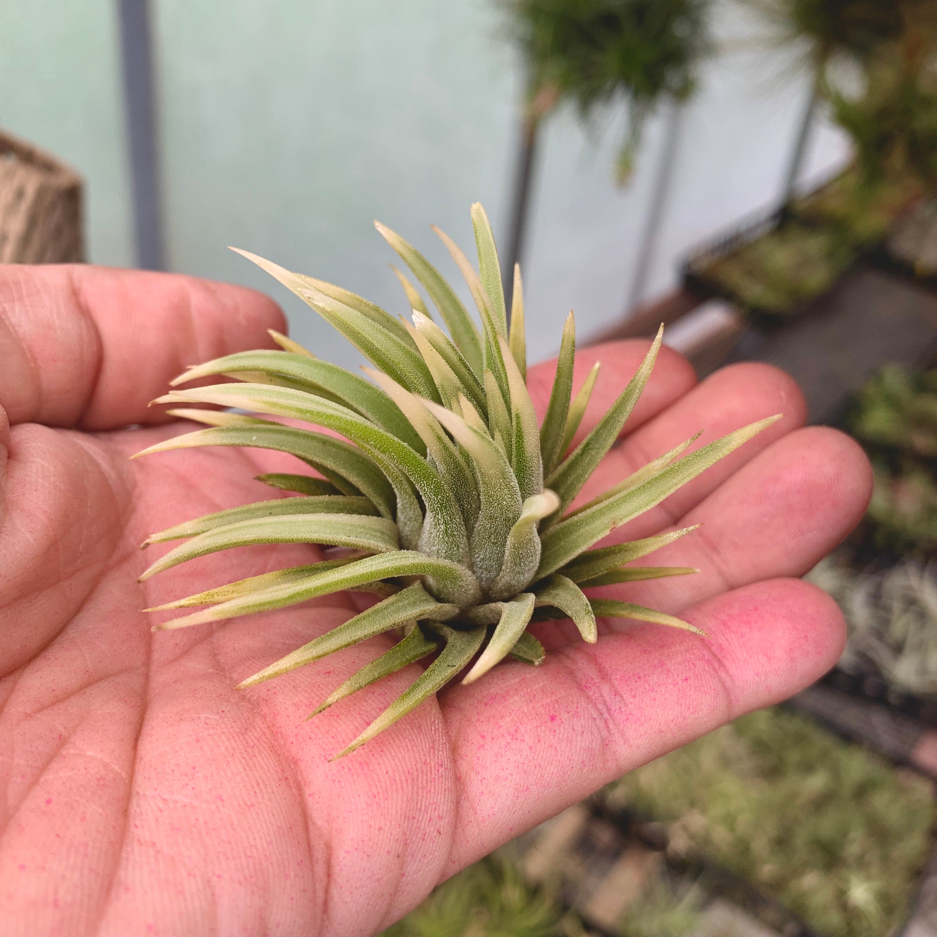 Ionantha Albo-Marginata