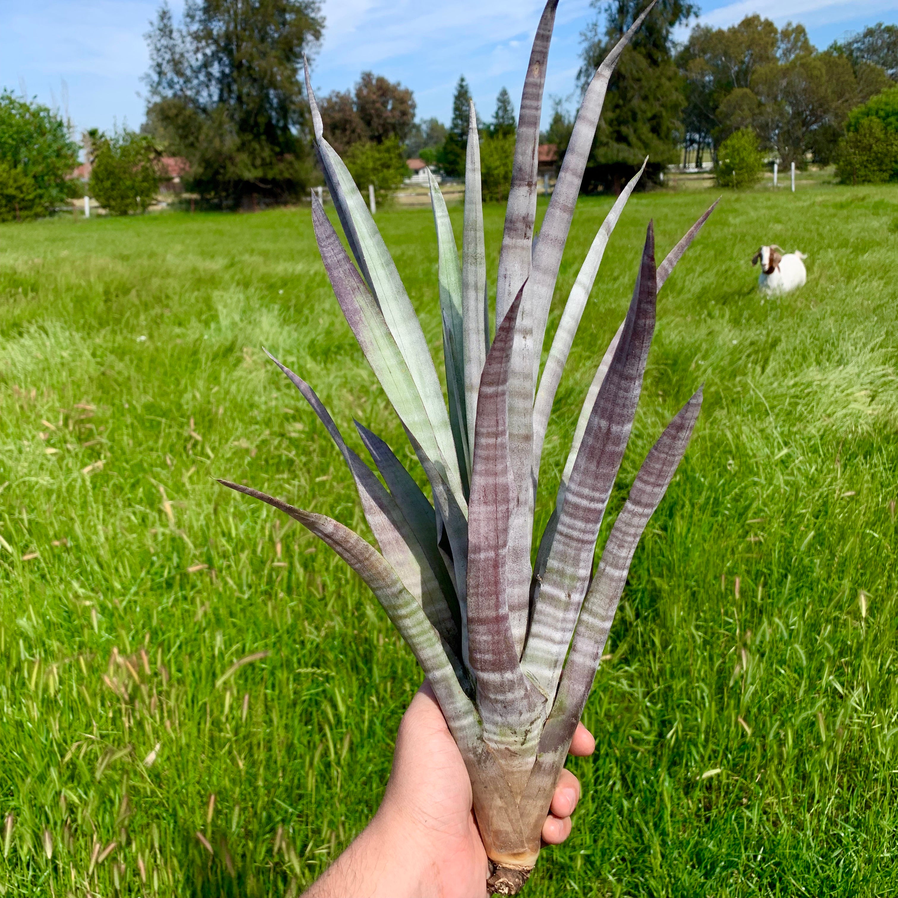 Tillandsia Hildae Rare Banded Air Plant Large Extra Large