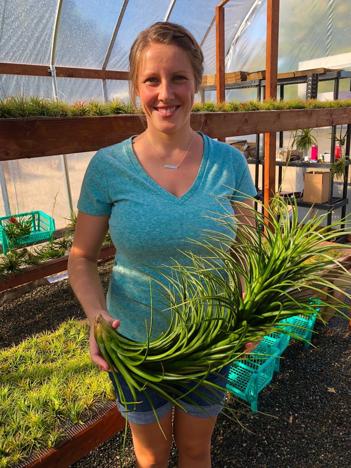 velutina air plant Exserta x Velutina (Can Grow Over 2ft!) – Air Plant Hub